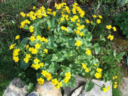Caltha_palustris.JPG