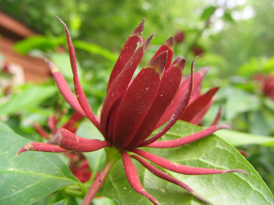 Calycanthus_floridus.jpg