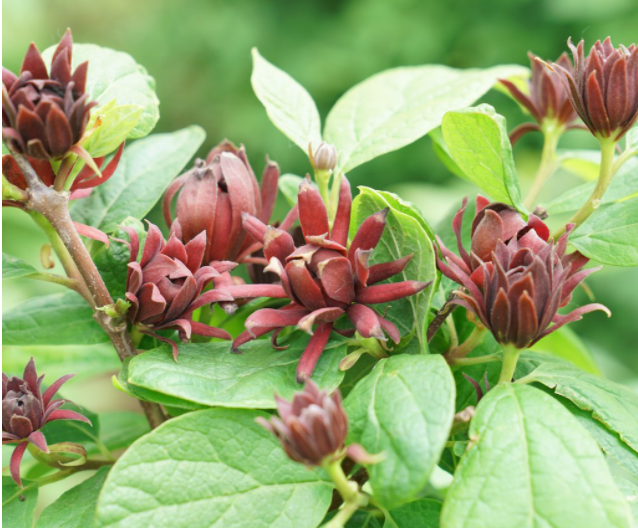 Calycanthus_simply_scentsational_.png