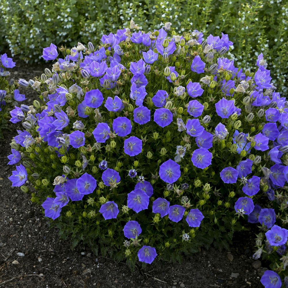 Campanula carpatica 'Rapido Blue'.jpg