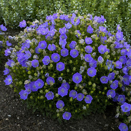 Campanula carpatica 'Rapido Blue'.jpg