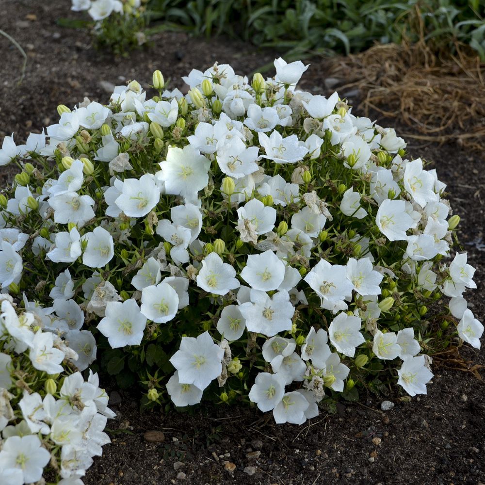 Campanula carpatica 'Rapido White'.jpg