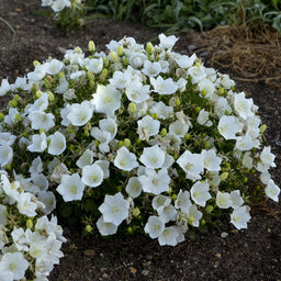 Campanula carpatica 'Rapido White'.jpg
