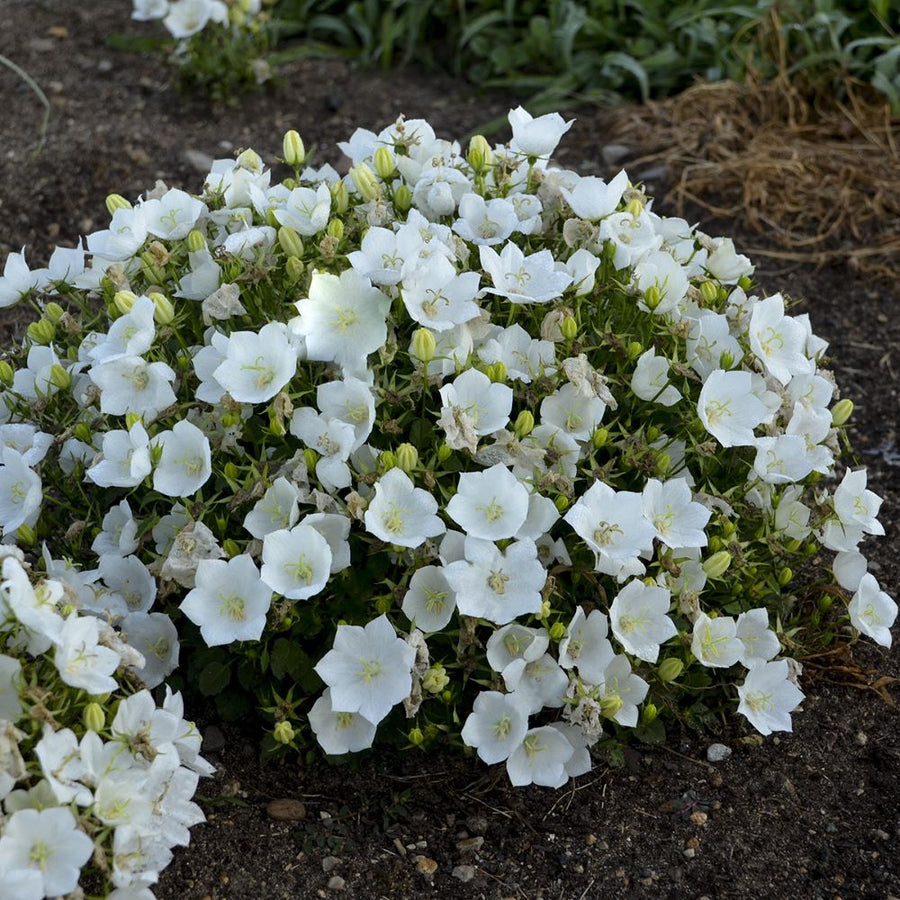 Campanula carpatica 'Rapido White'.jpg
