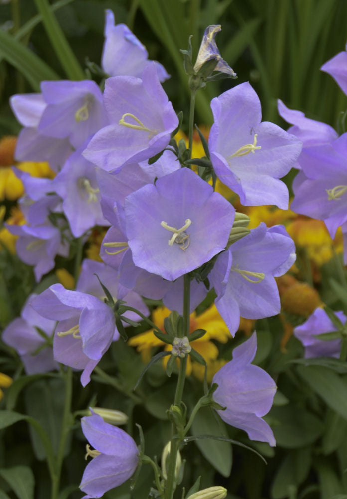 Campanula p. Takion Blue.jpg