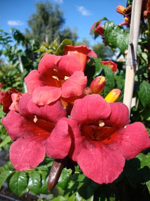 Campsis_radicans_atomic_red.jpg