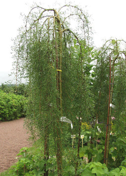 Caragana_arb_Walker.JPG