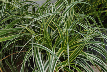 Carex-Feather-Falls.jpg