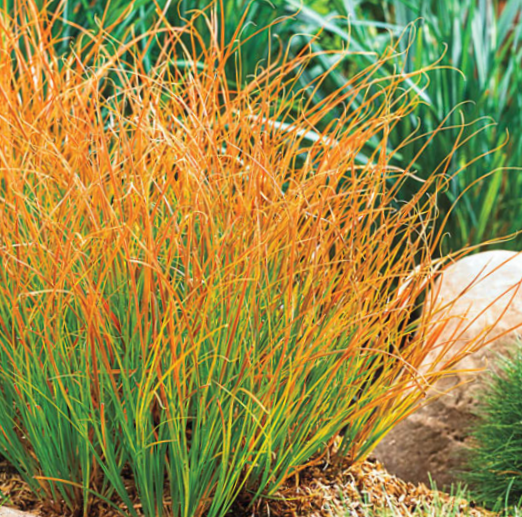 Carex-prairie_fire.png