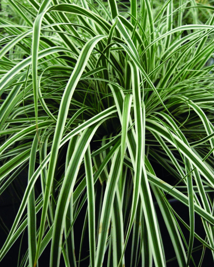 Carex_Everest.jpg