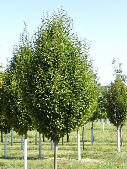 Carpinus-Frans Fontaine.JPG