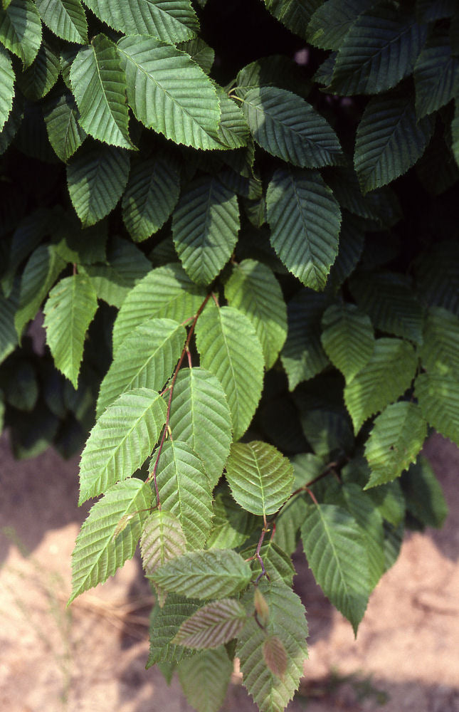Carpinus caroliana.jpg