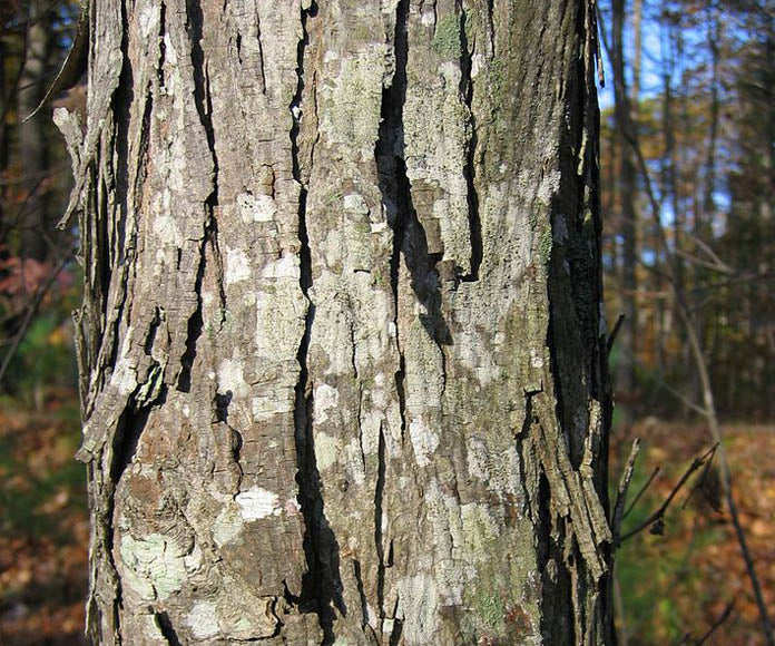 Carya_ovata[1].jpg