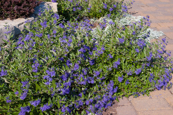 Caryopteris Sapphire Surf.jpg