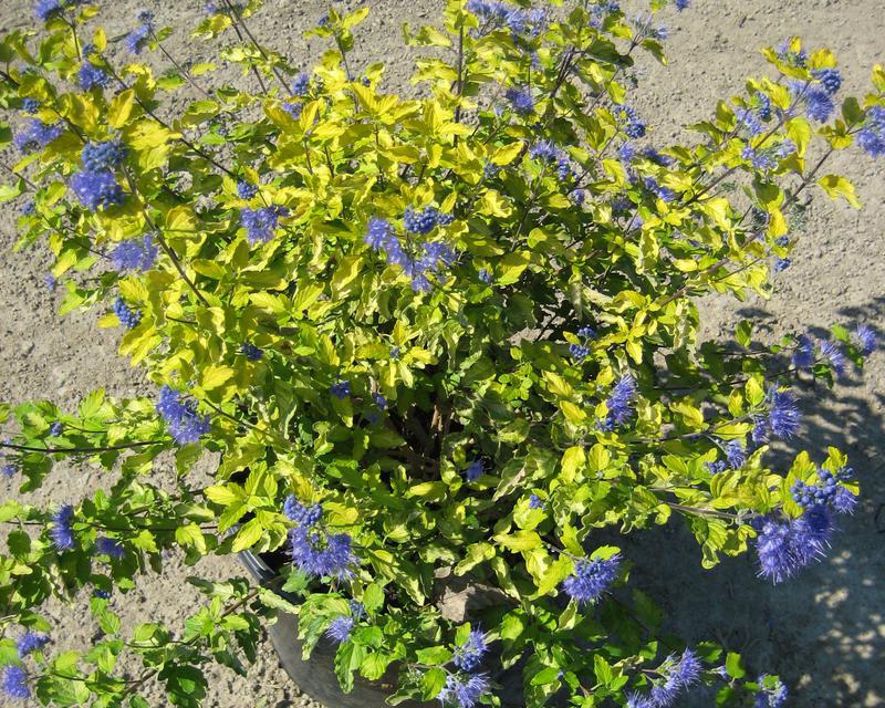 Caryopteris_Sunshine_Blue[1].jpg