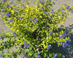 Caryopteris_Sunshine_Blue[1].jpg