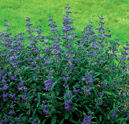 Caryopteris peit bleu.JPG