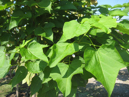 Catalpa speciosa.jpg