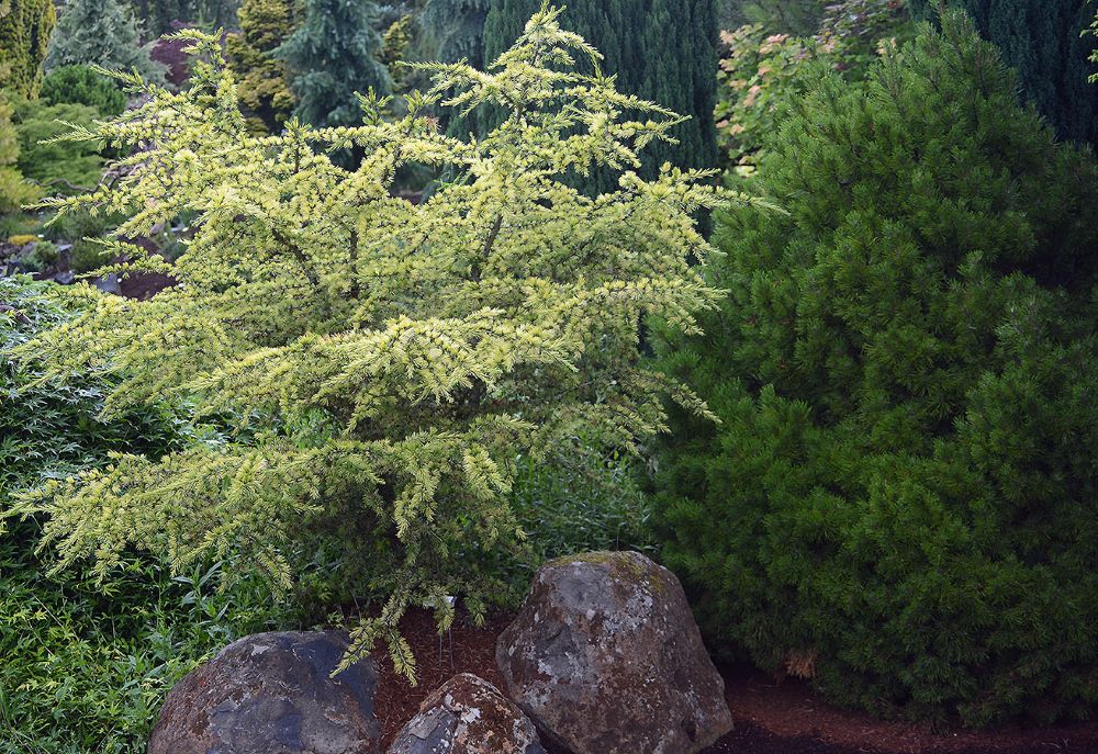 Cedrus-atlantica-‘Sahara-Icer-e1677543607438-cccd.jpg