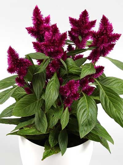 Celosia_Intenz_Dark_Purple[1].jpg