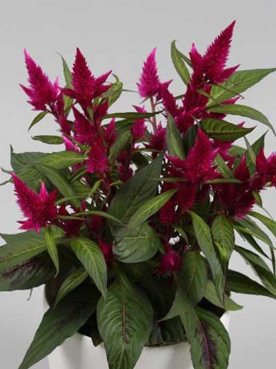 Celosia_Intenz_Lipstick[1].jpg