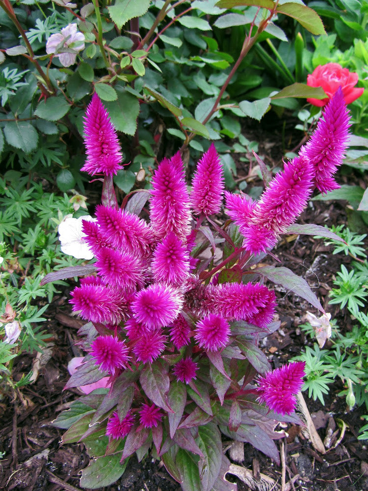 Celosia_Intenz_small.jpg