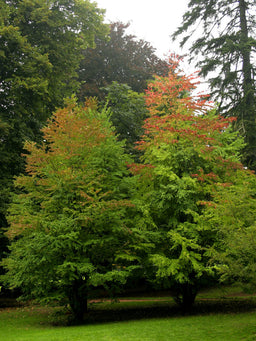 Cercidiphyllum_japonicum.jpg