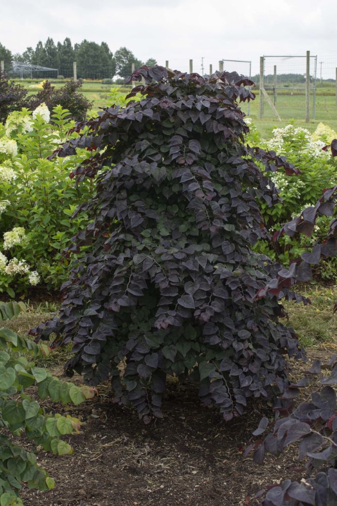 Cercis_AmethystFalls_Habit_001-scaled-ccsr.jpg