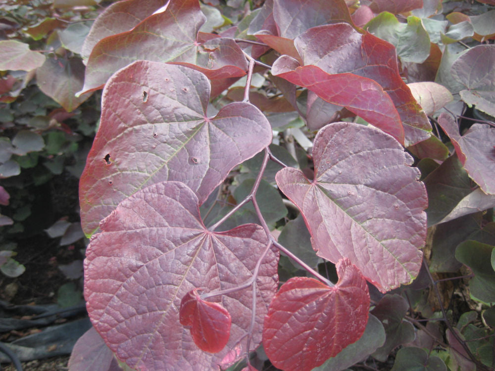 Cercis Forest Pansy.jpg