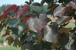 Cercis_Merlot.jpg