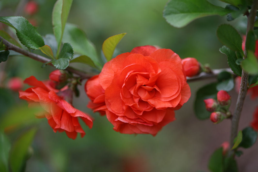 Chaenomeles Orange Storm.jpg