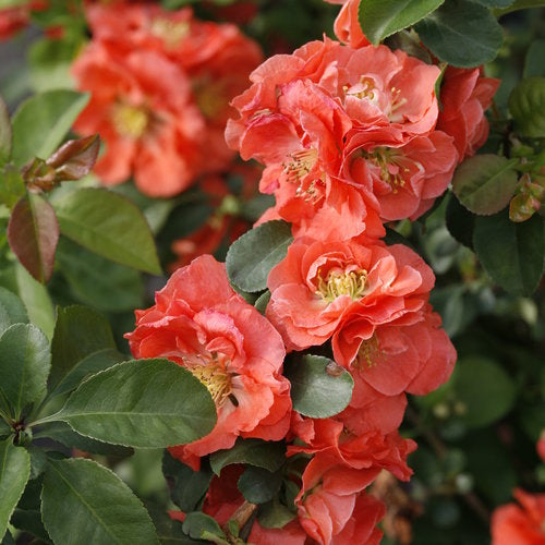 Chaenomeles speciaosa Double Take Peach Quince Proven Winners.jpg