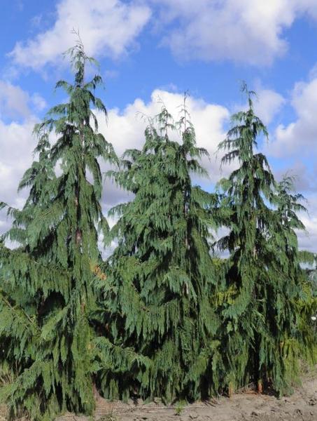 Cham_n_glauca_pendula.jpg