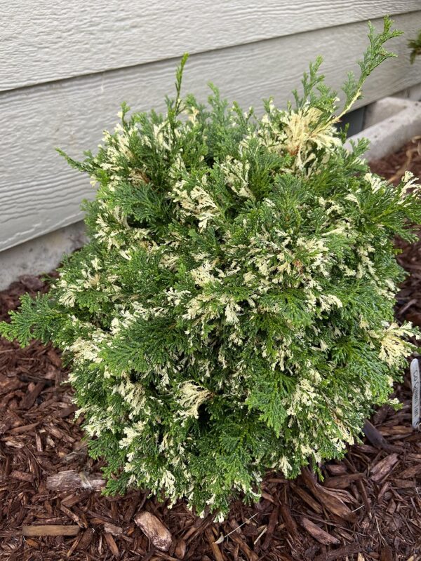Chamaecyparis-obtusa-Cream-Tartr-600x800-ccck.jpg