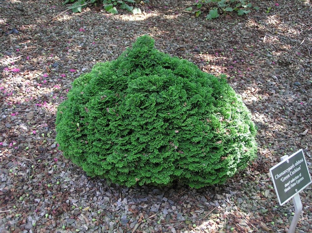 Chamaecyparis_obtusa_GreenCushion-2-cccd.jpg