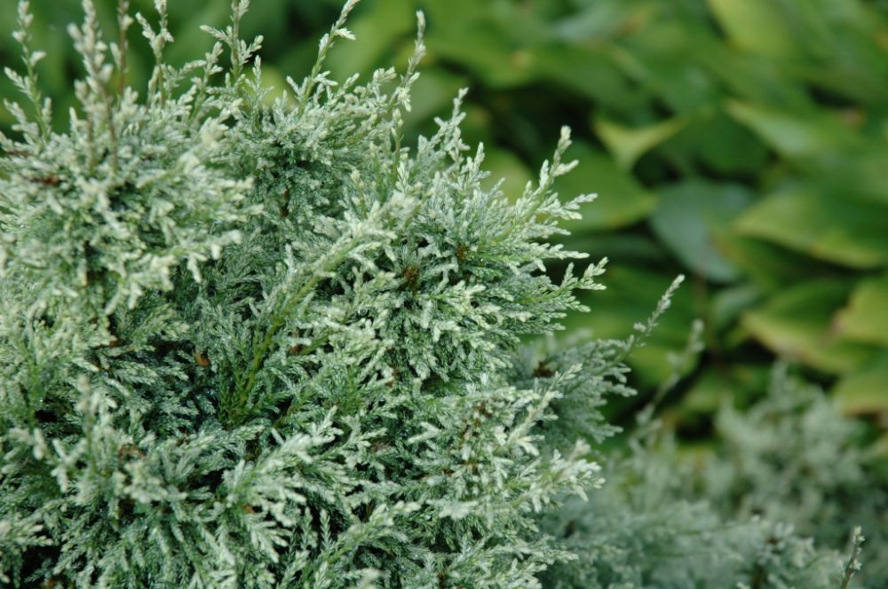 Chamaecyparis_pisifera_Snow_foliage2-cccd.jpg