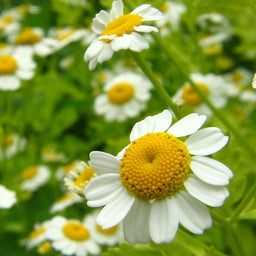 Chamomile%20Roman[1].jpg