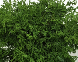 Chamycyperis-Torulosa.png