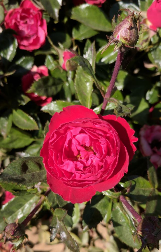 Cherrytini rose.jpg