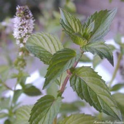 Chocolate_mint_04-06-2026.jpg
