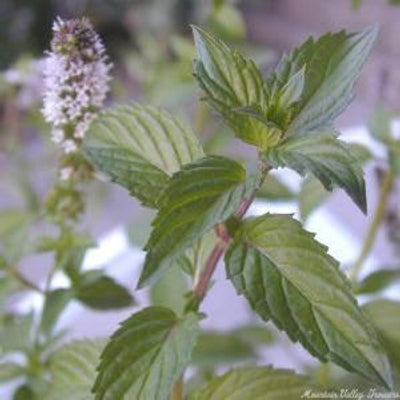 Chocolate_mint_04-06-2026.jpg