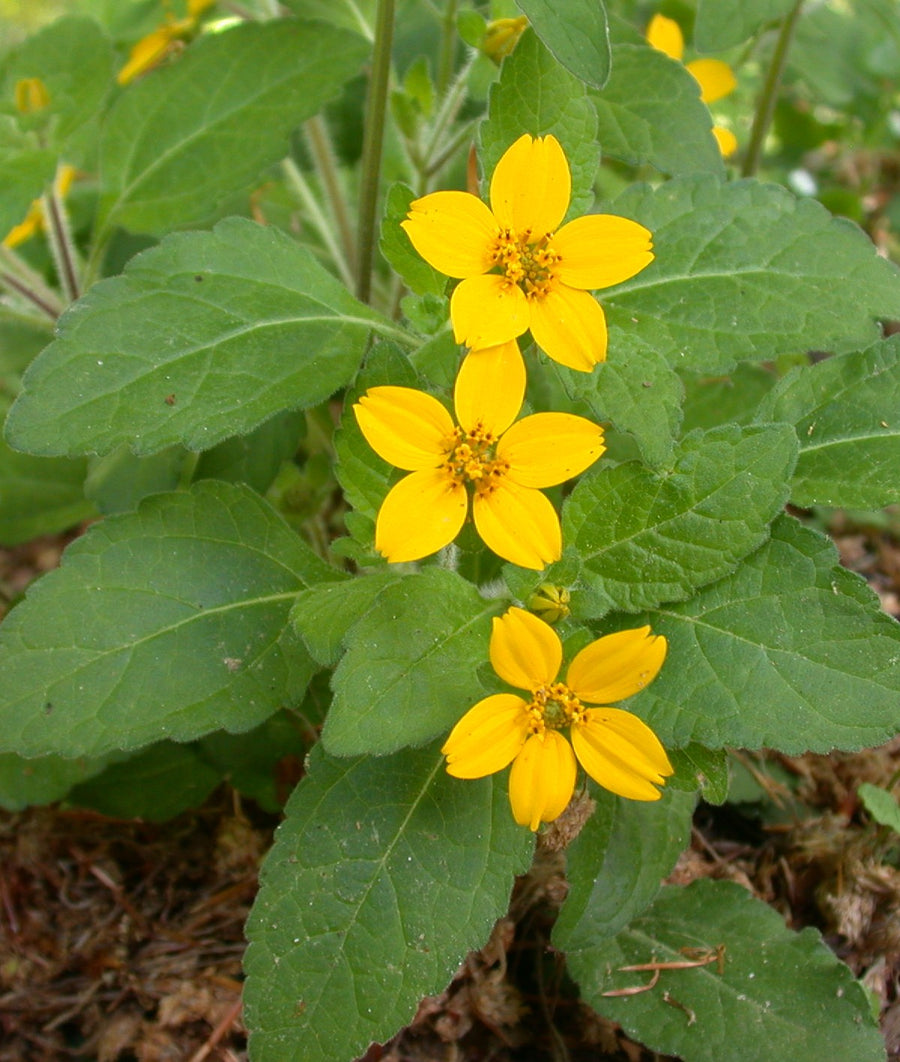 Chrysogonum_virginianum.JPG