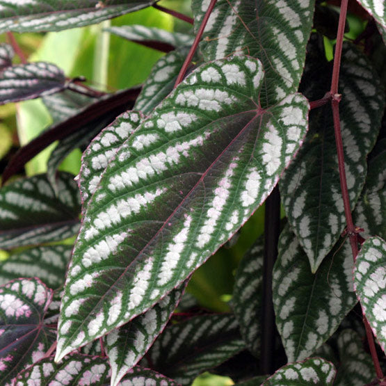Cissus Discolor Vine.jpg