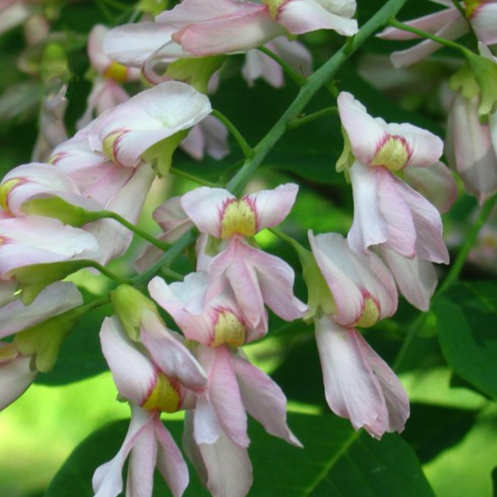 Cladastris-Perkins_Pink.png
