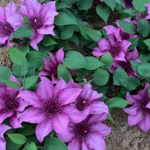 Clematis-Elodi.png
