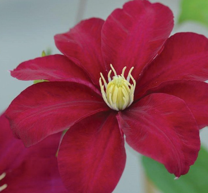 Clematis-Issey.png