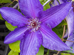 Clematis-Lindsay-scaled.jpg