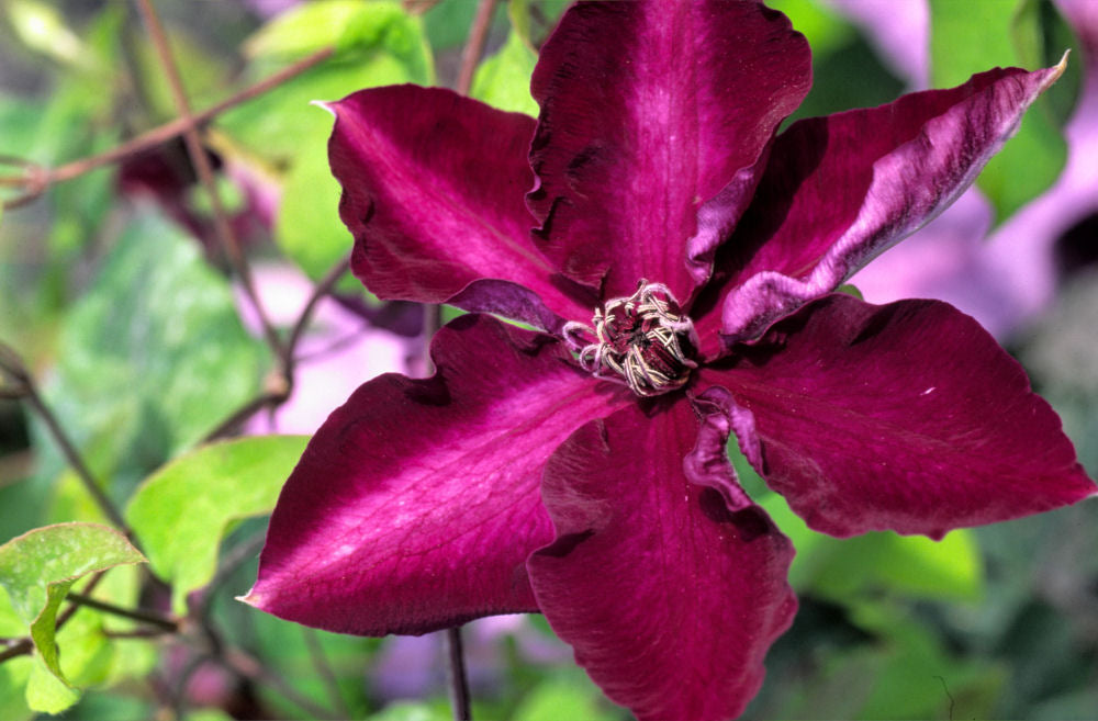 Clematis Amethyst Beauty.JPG