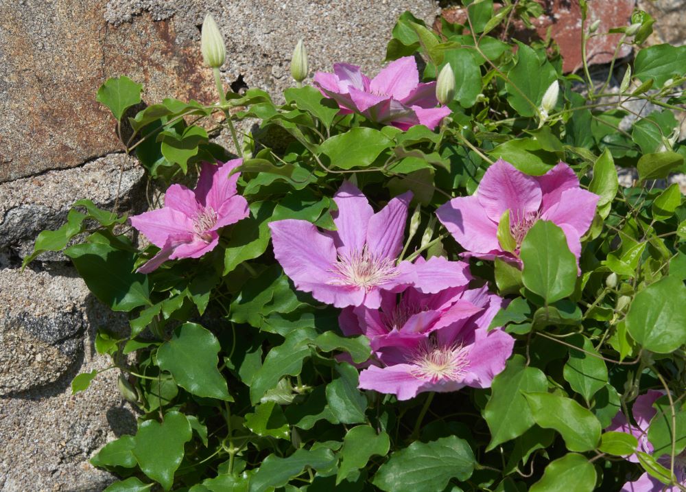 Clematis Bridgewater TM EviGsy   (PBR).jpg