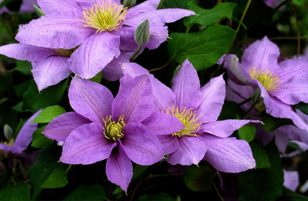 Clematis  Cezanne.jpg
